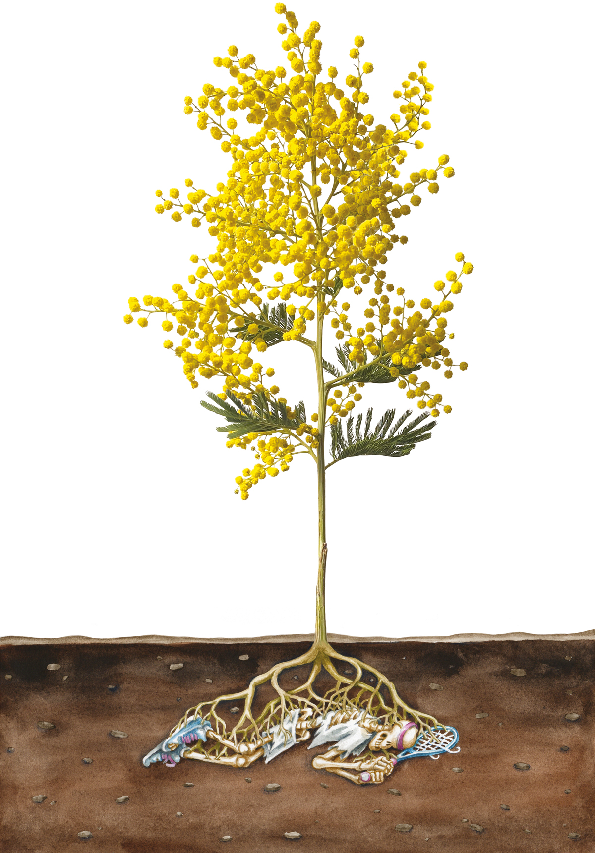 Mimosa – dessin d’humour de Gwel