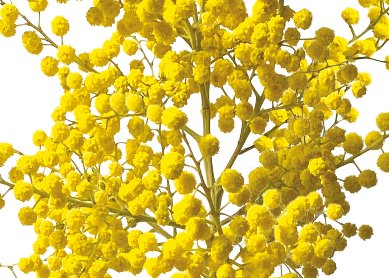 Mimosa – dessin d’humour de Gwel